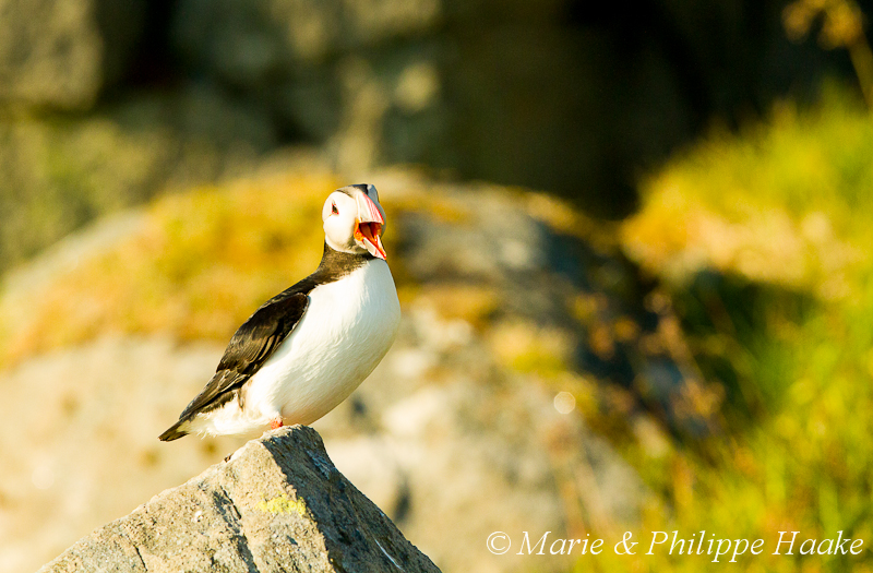 Macareux 3327.jpg - Macareux moine, Fratercula arctica, Atlantic Puffin (Norvège, juin 2012)